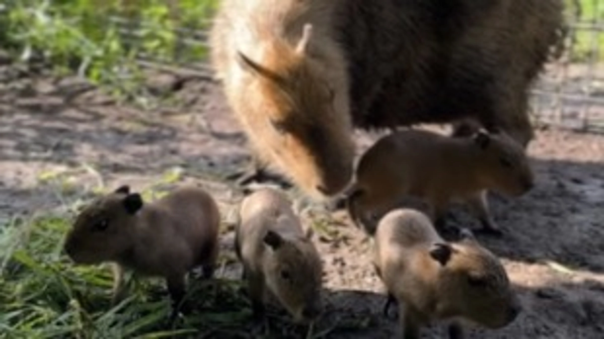 【報告】カピバラの赤ちゃんが４匹生まれました！
