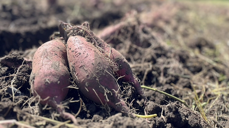 線維筋痛症激痛による闘病生活！人生を諦めたくないプロジェクト！