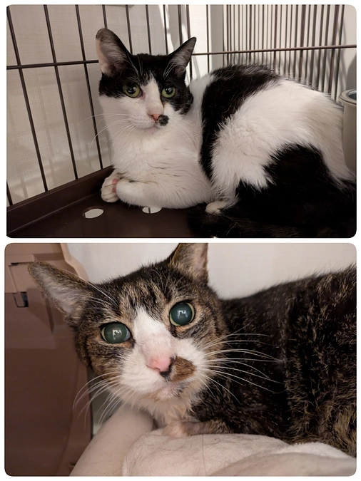 はじめましての［れもんちゃん］と［もなか君］投薬