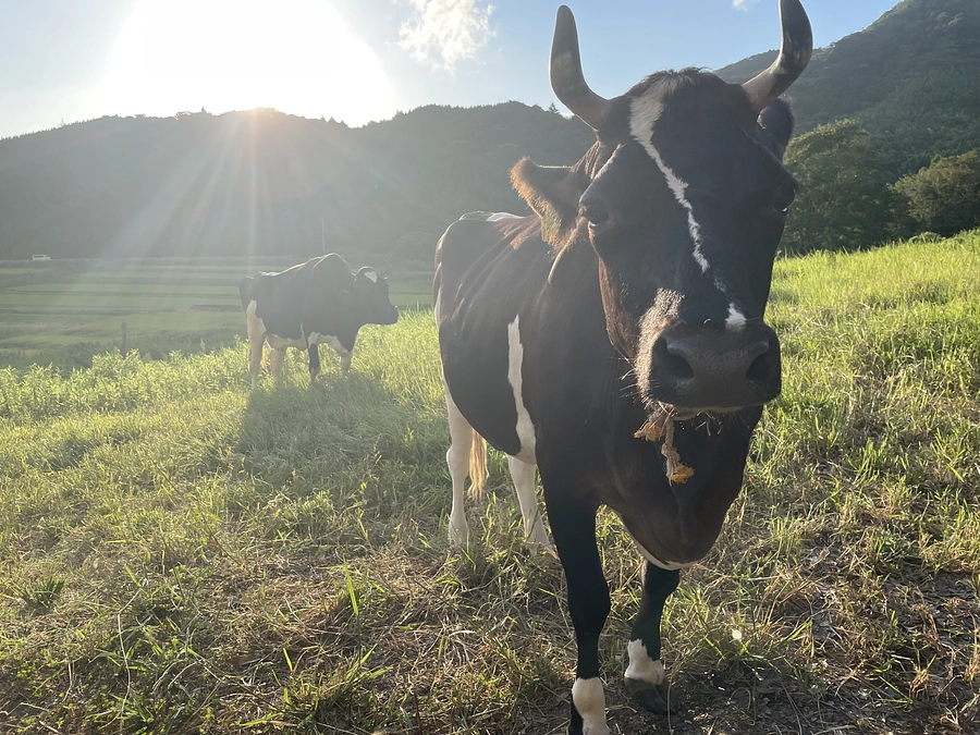 おかえりリーサ🐮