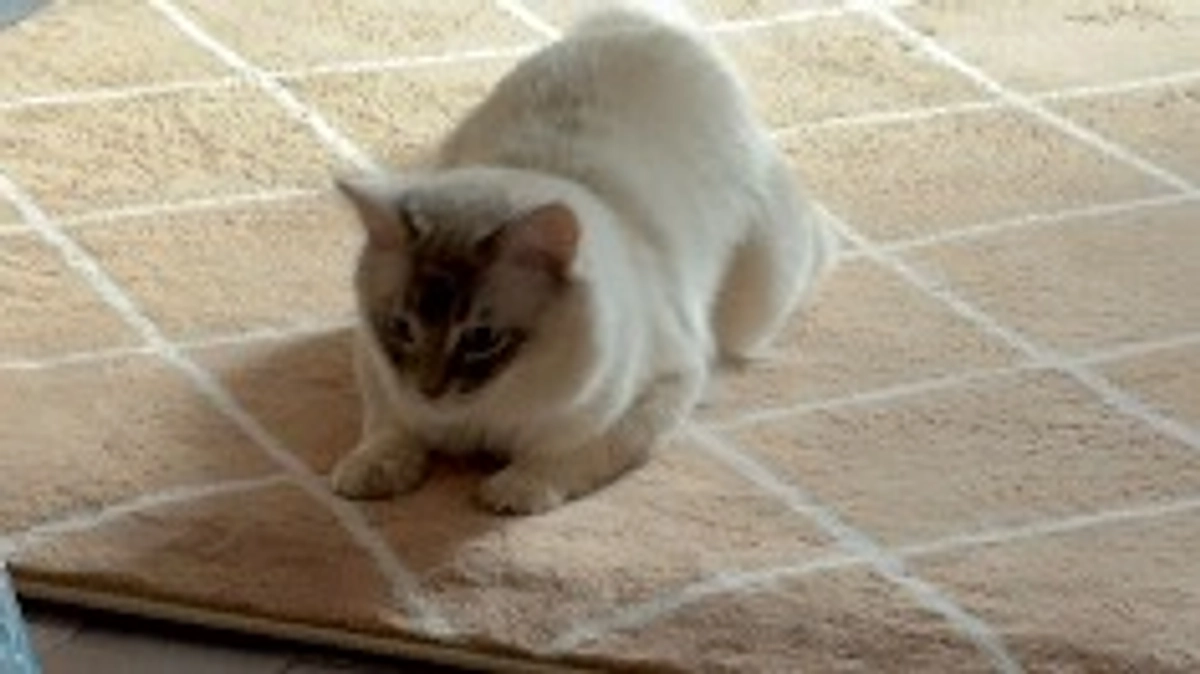 代理支援のご報告