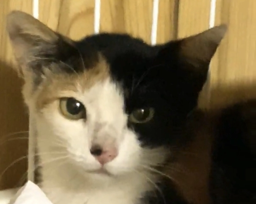 メイン画像の子。下半身付随の子猫「たま」の保護 〜その１｜出会い〜