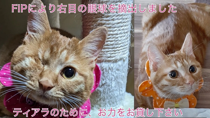 ティアラのFIP治療費のご支援をお願い致します