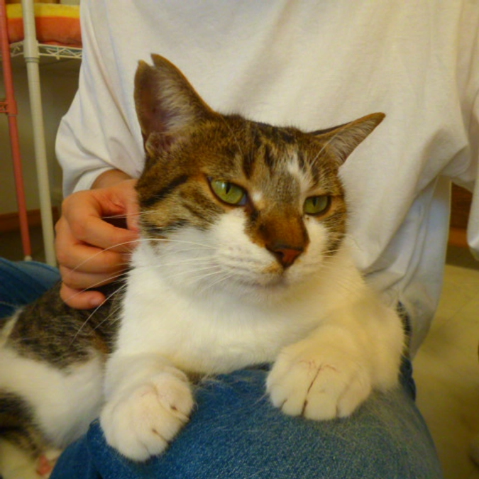 在籍猫紹介【タックルちゃん】