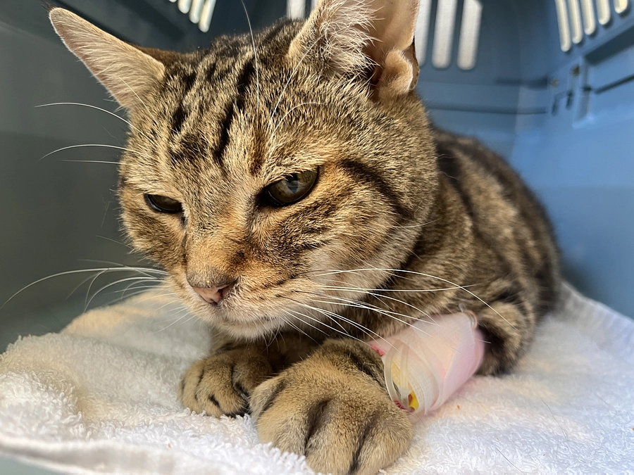 点滴で手がパンパンに腫れている