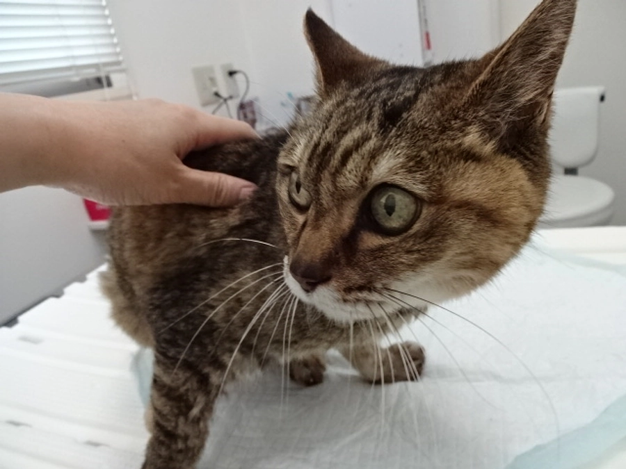 diary Vol.66　しまちゃん日誌。