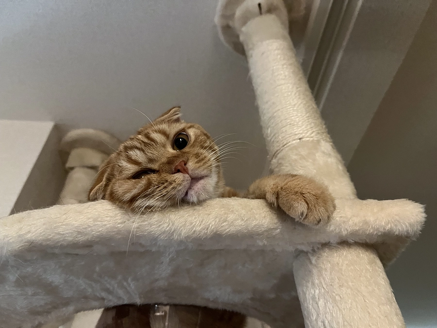 挑戦期間　残り6日