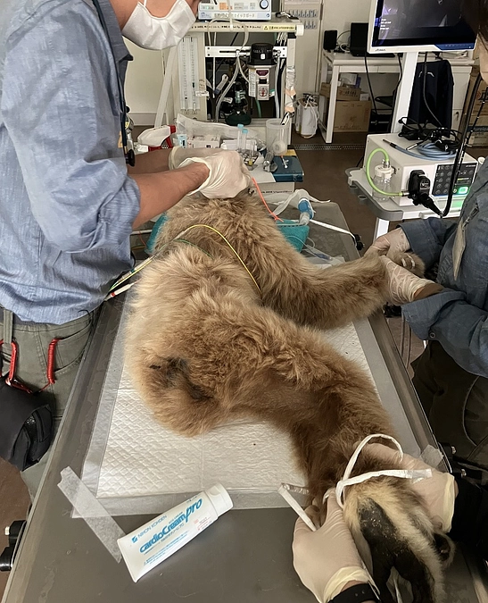 サルワールド再整備に関するインスタライブ（実施済み）です！Vol.13