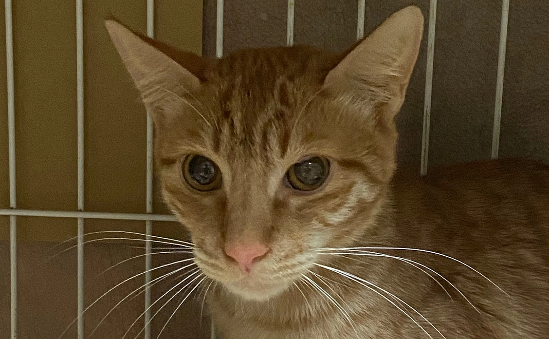 シナモン治れ！¥1000