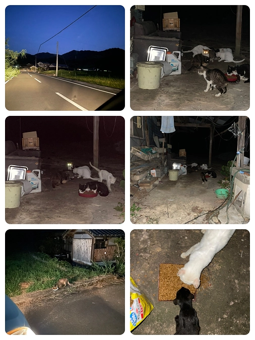 山に餌をあげに行きました。心を痛める優しい人や猫達の力になれるなら頑張れます。強い気持ちはブレない。