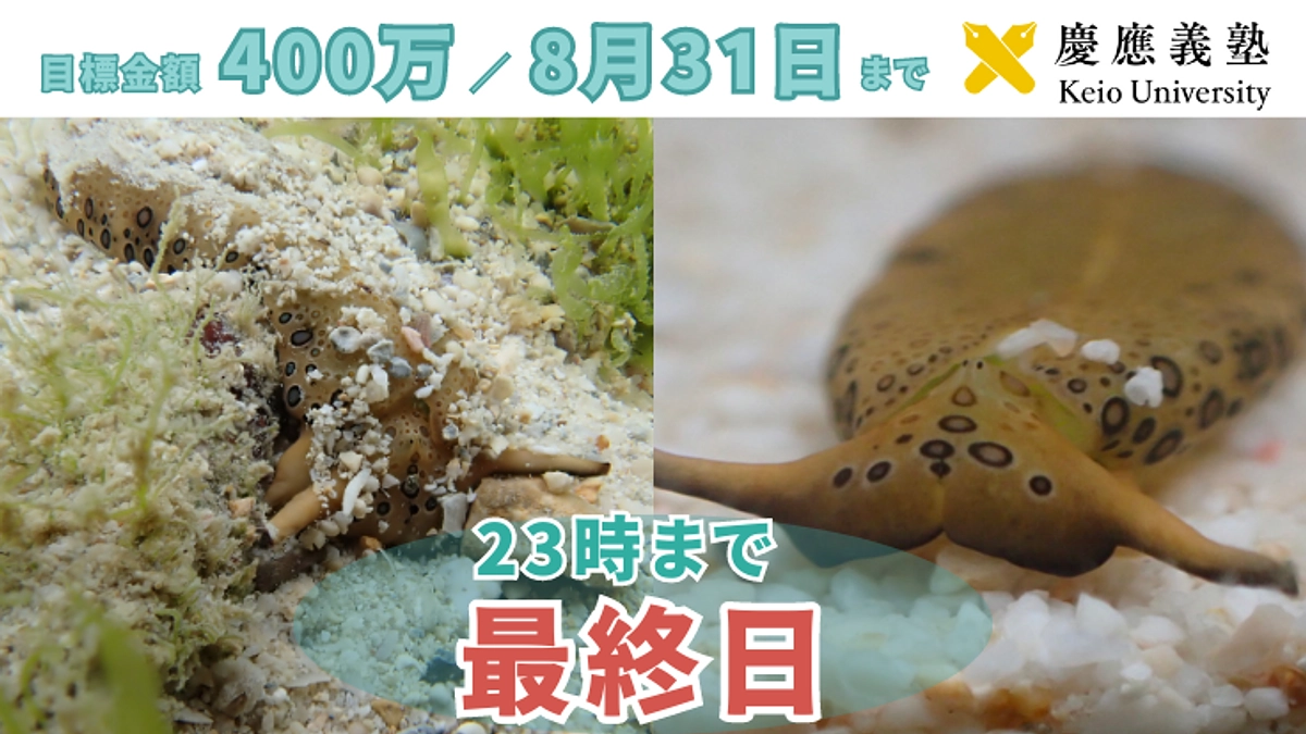 本日最終日！寄付募集は23時まで！