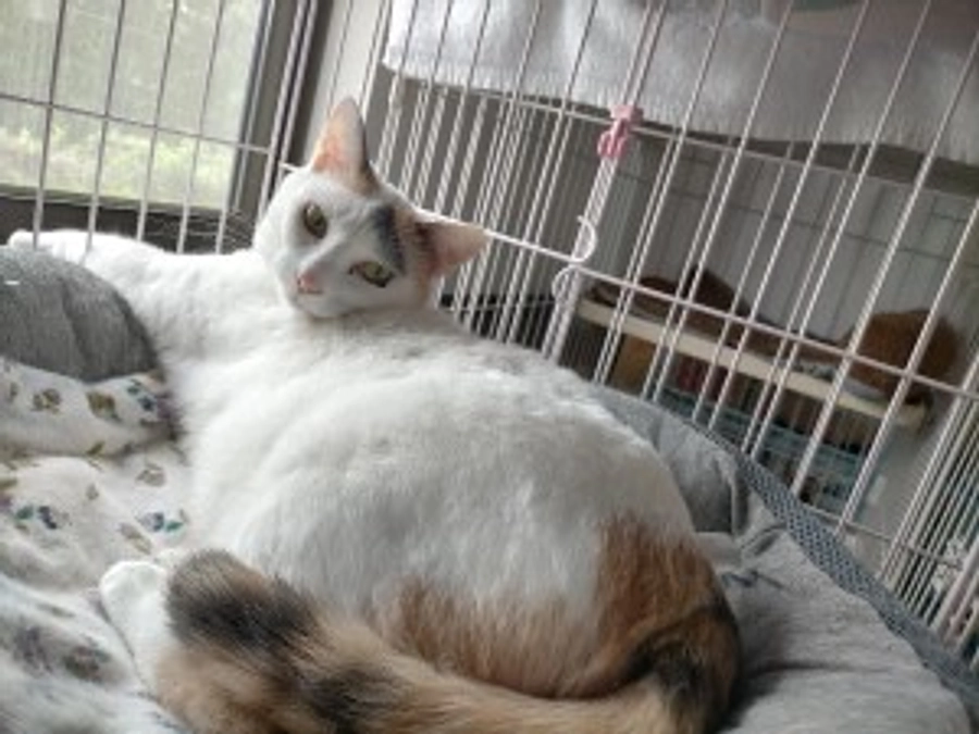 【保護猫エピソード】駅前でがんばっていたミーコちゃん