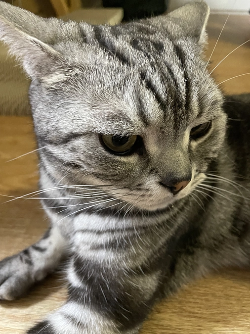 本日の銀時(投薬50日目)