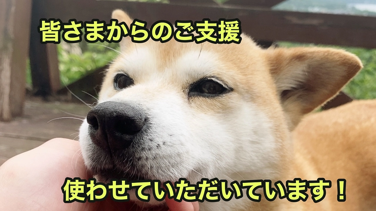 ブルーノ3回目の手術/モモ、腰痛の治療💊