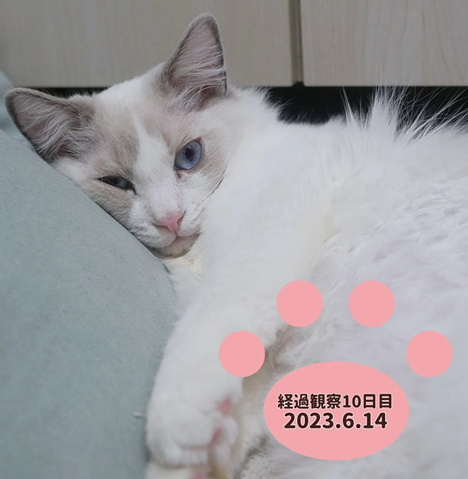 経過観察10日目(2023.6.14)