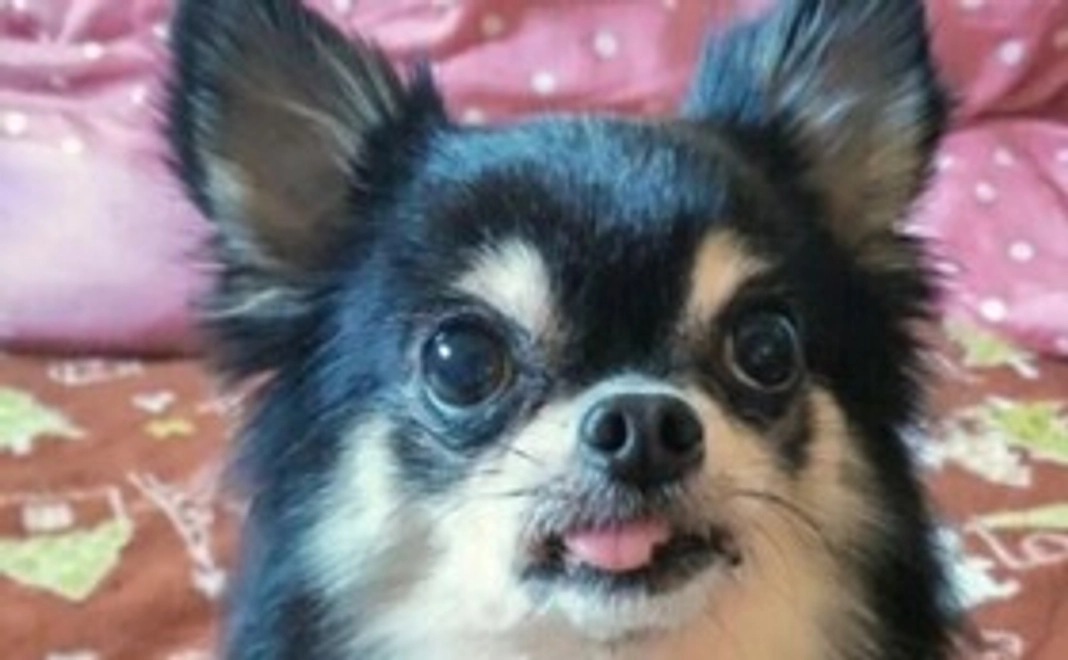 ちぃ元気玉ご支援ありがとうございます。