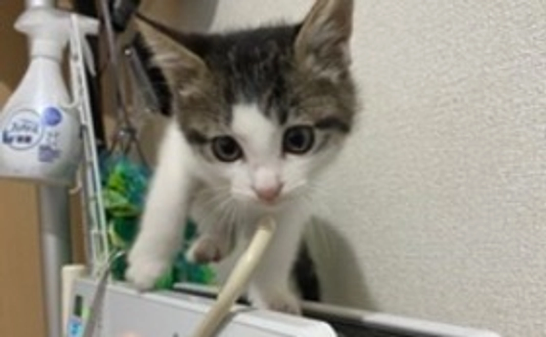 つくねの治療費 2