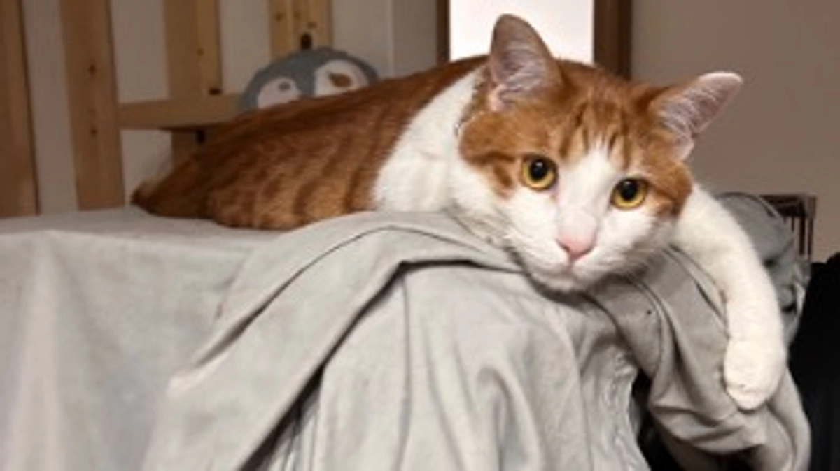 経過観察49日目