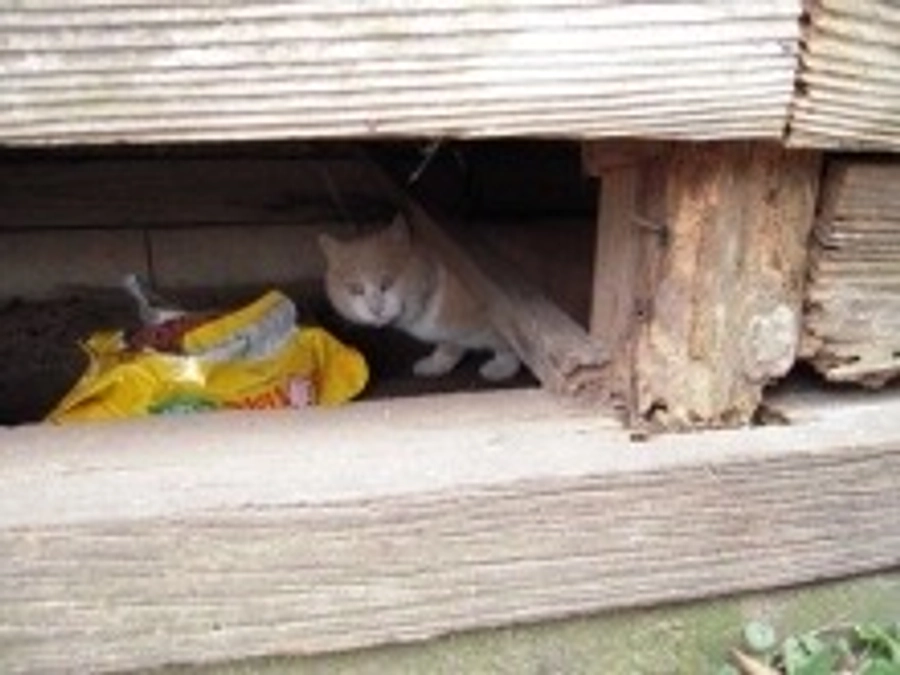 ちーむぼんぼんの結成当初