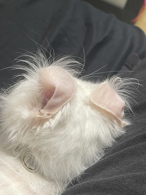 明日はみんびーの病院🏥