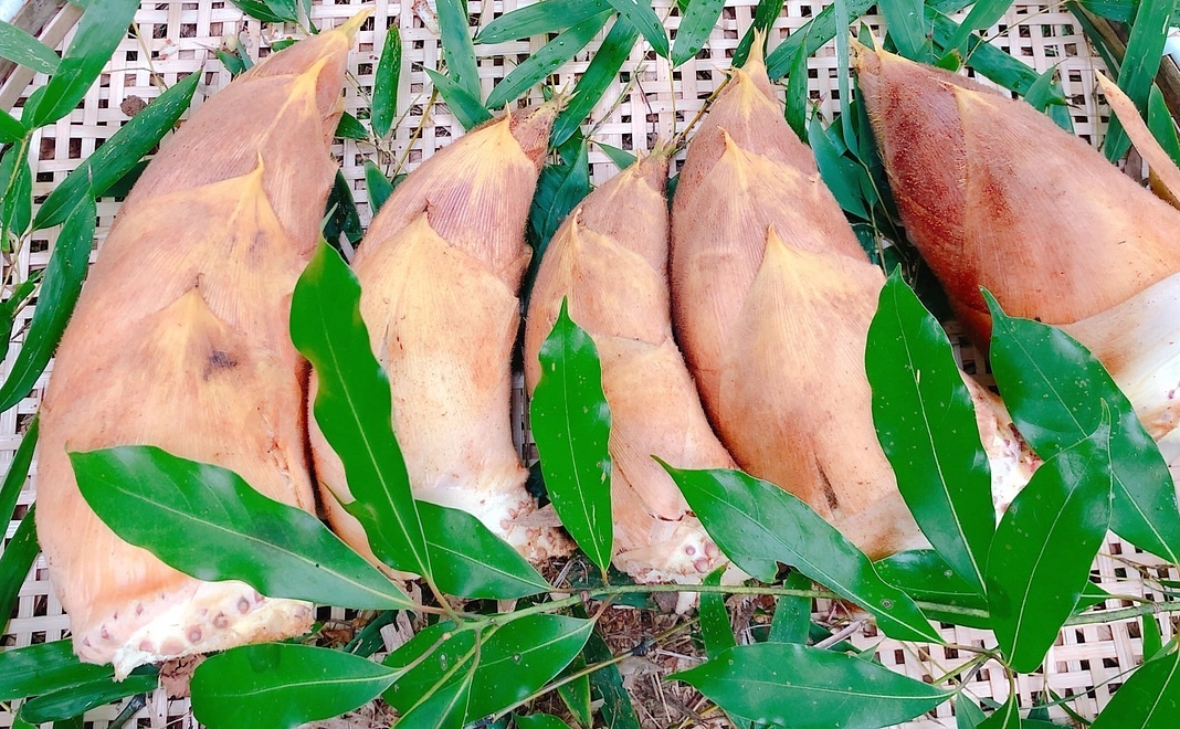 合馬産たけのこ4kg