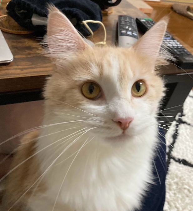 10/31ルイの様子