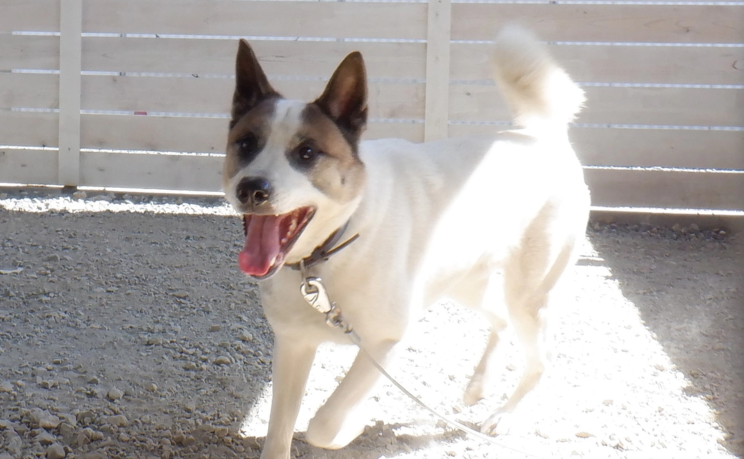 仲間数頭分の毎日を幸せに変える!