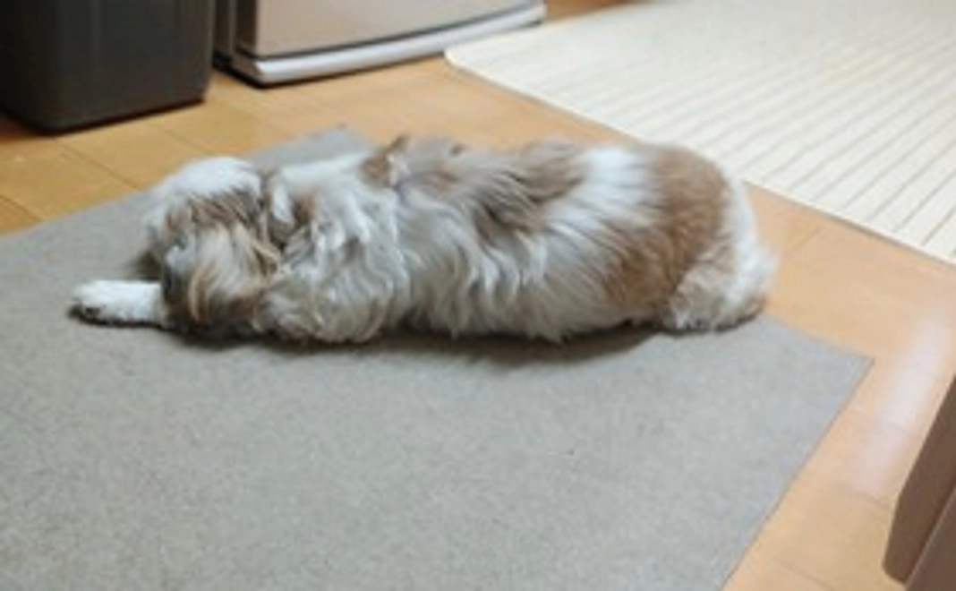 歩けなくなってきています。