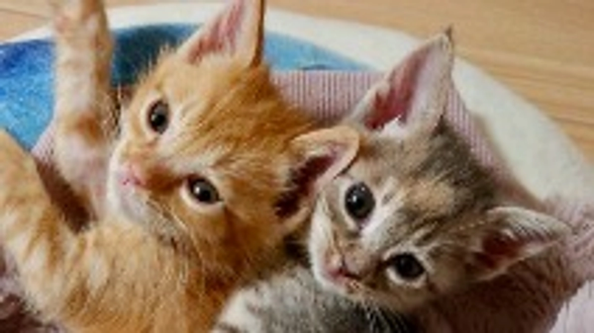 仔猫たちの新しい家族！