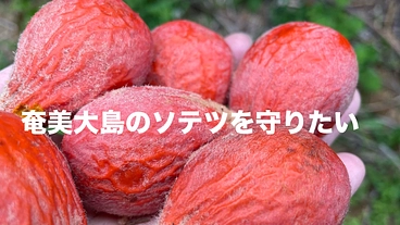 奄美大島のソテツを守りたい！ のトップ画像