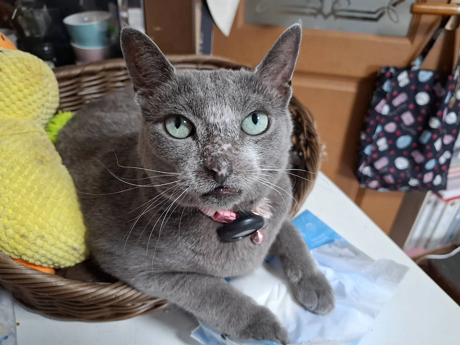 ステラ寛解のご報告