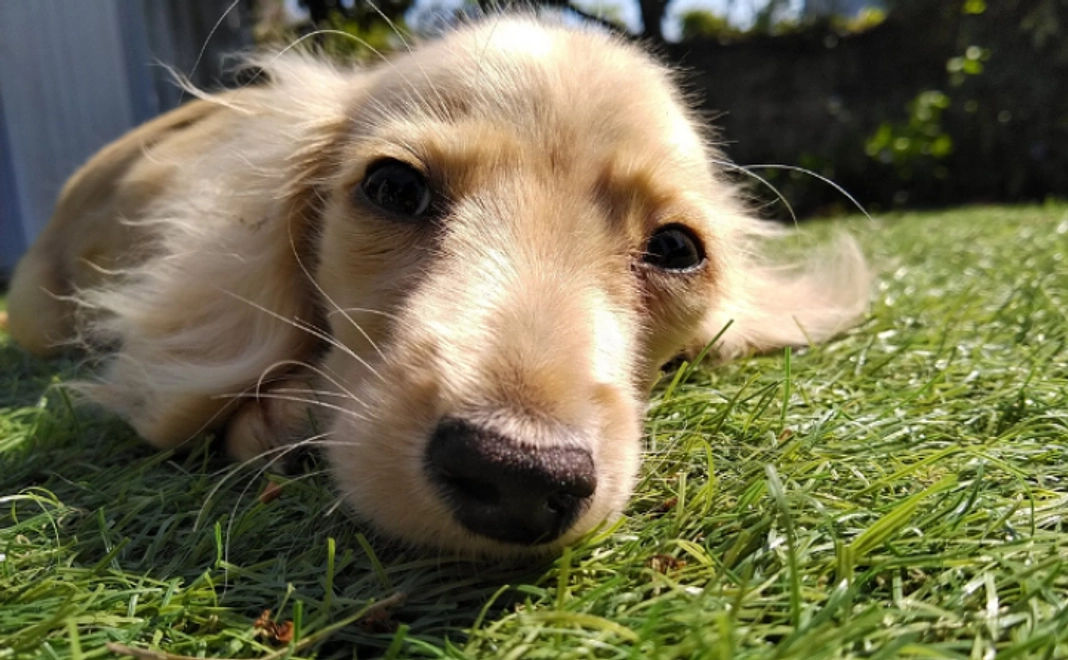 3千円｜シェルター建設応援コース