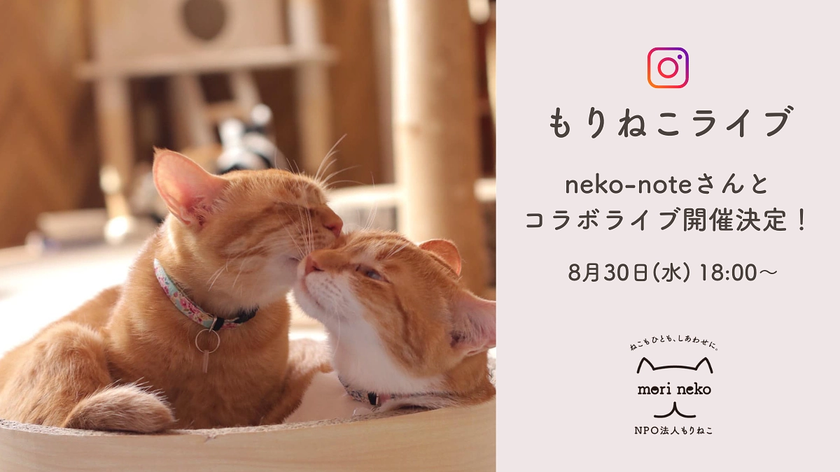8月30日18:00〜もりねこ初の緊急ライブ開催！neko-noteさんとコラボライブ開催します！