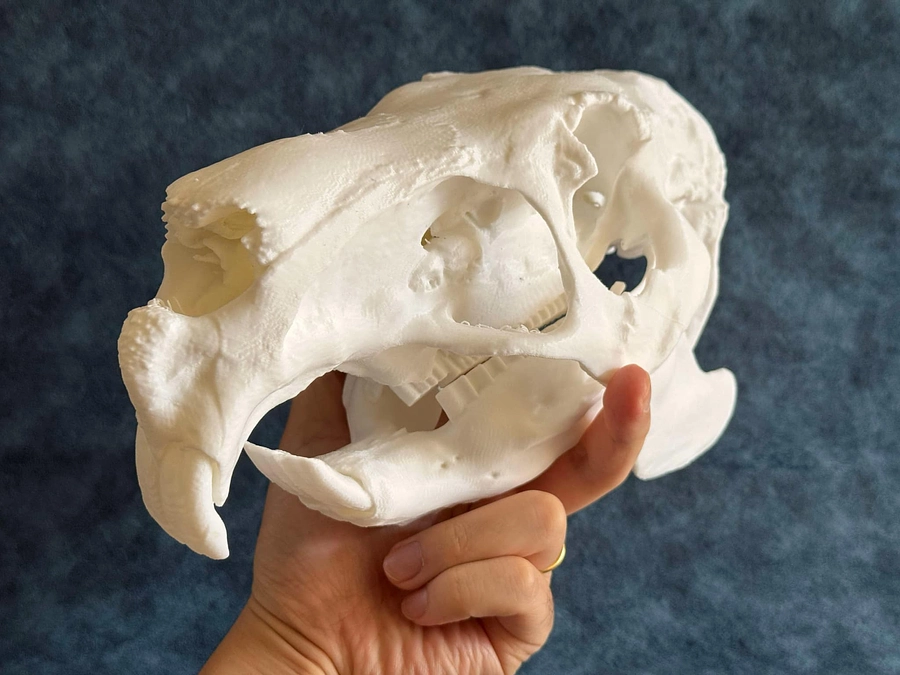 リターン用のカピバラ頭骨（レプリカ）が完成しました！