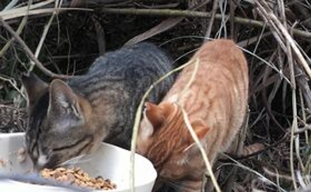 皆様の応援が集まり大きな力となります