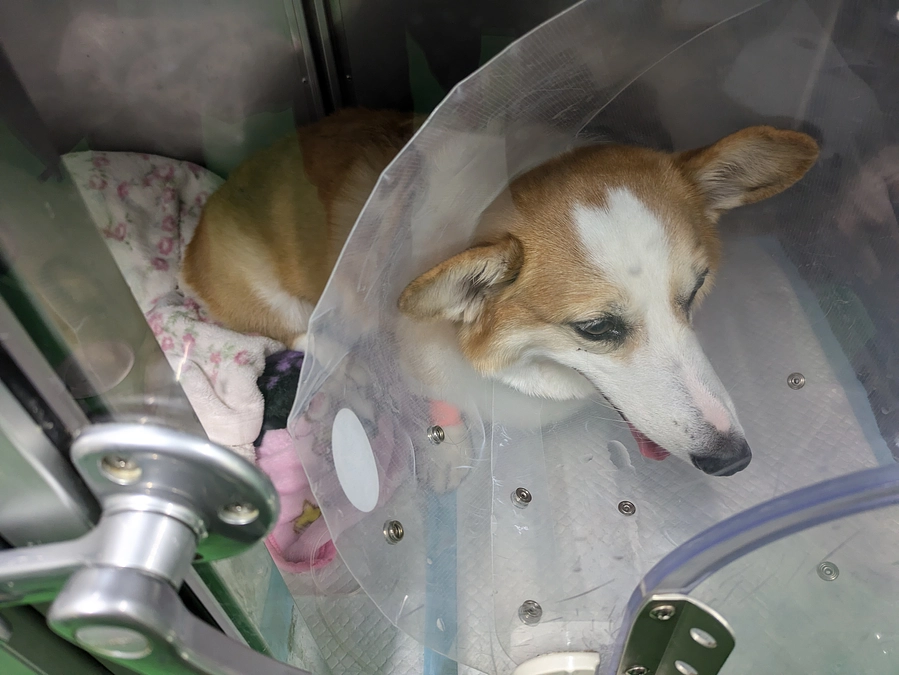 手術のバタバタ