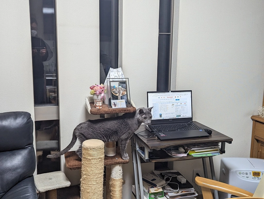 ２月１１日は、ざらめ、ミサモ、ロブ、３件３頭のお届けでした♪