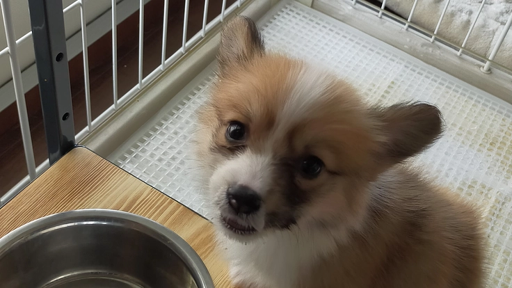 輪状咽頭アカラシアで食事に苦しむメイちゃんを助けてください