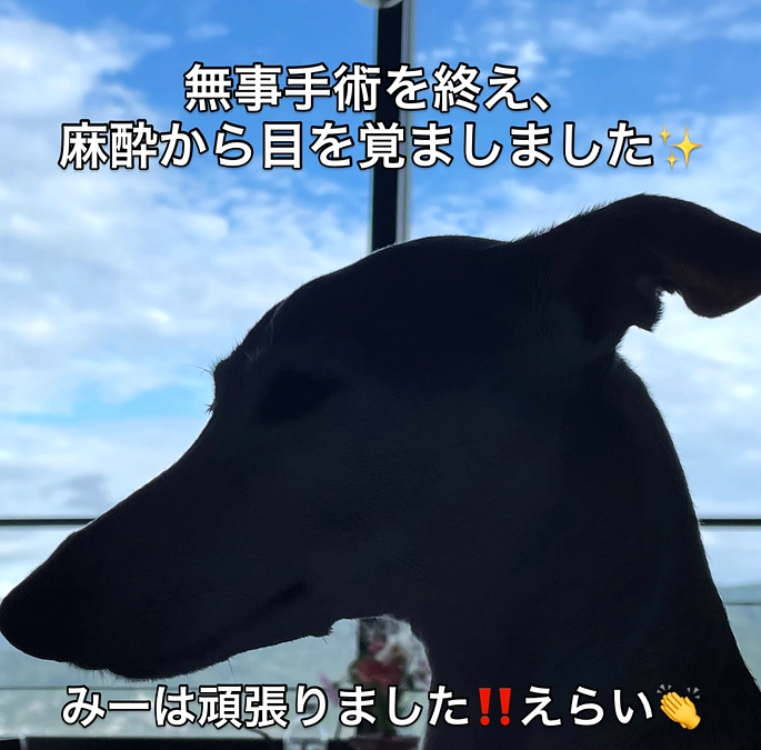 手術成功&麻酔から目を覚ましました✨