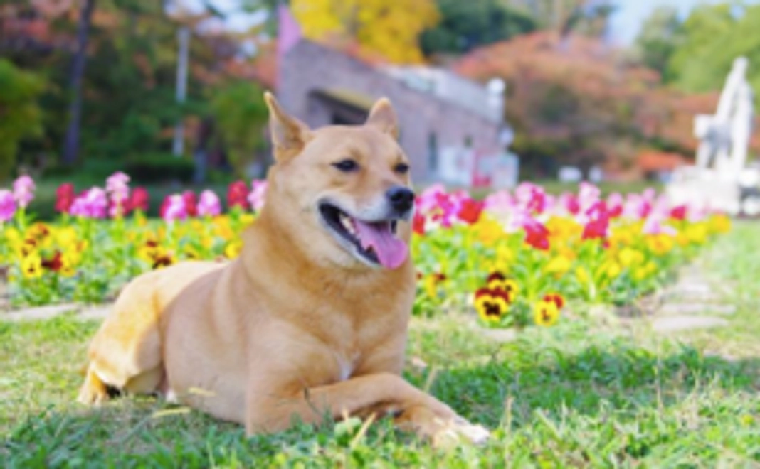 【先行権】補助犬の未来に向けてご支援いただいたあなたにいち早くDVDをお届け