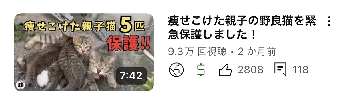 痩せ細った親子5匹を保護しました