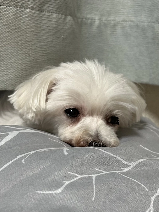 📣今夜コラボライブをいたします