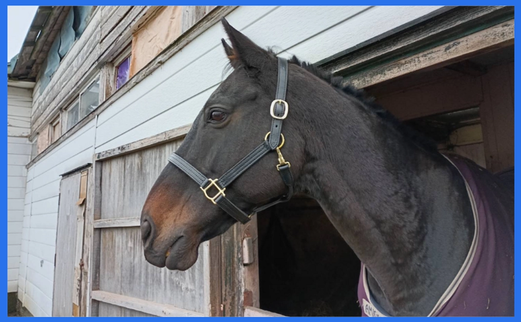 【クラウドファンディング限定】ネコパンチの名前入り革の無口