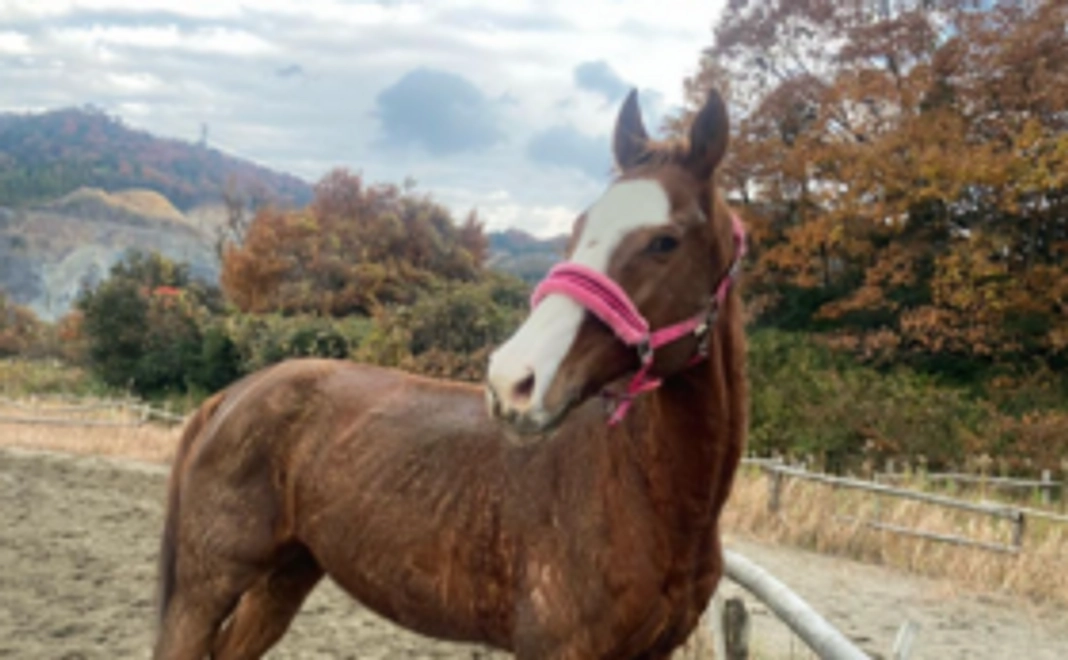 毎月応援1,000円コース