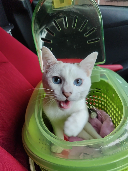 返礼品についてのお知らせ＆受診の報告