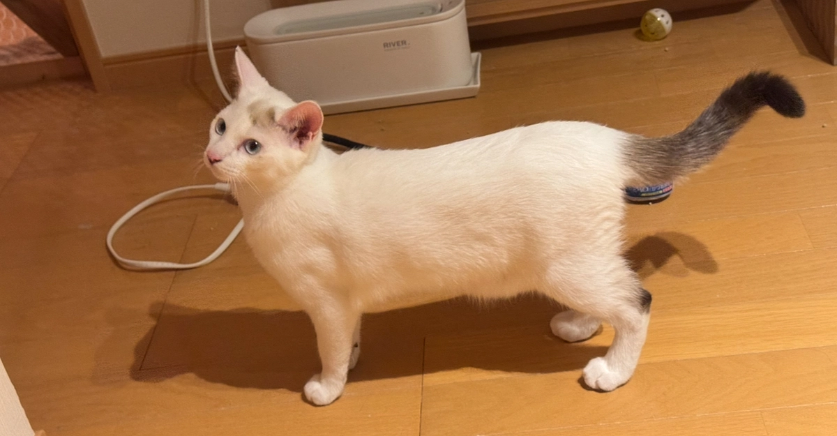 長男猫は警備員？