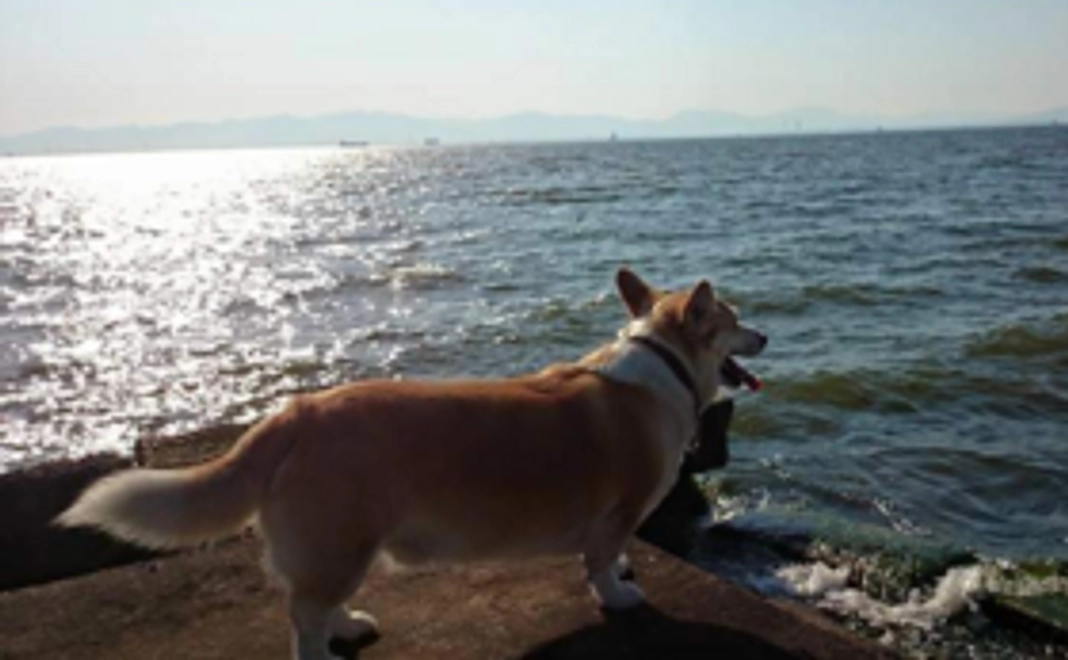 桜咲くなっちゃんコース