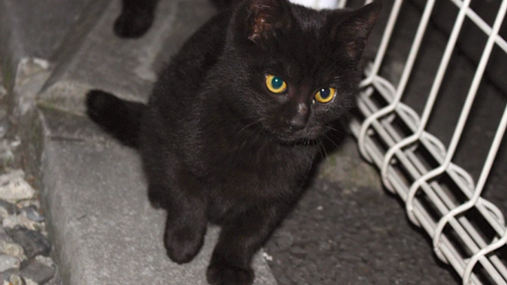 埼玉県にいる6匹の野良猫たちに安心して暮らせる場所を届けたい