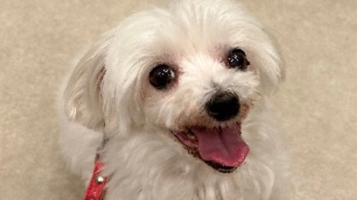 手術の予約日について