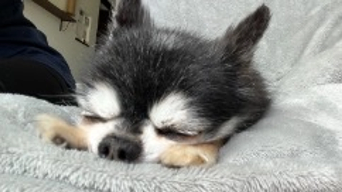 残り5時間です。